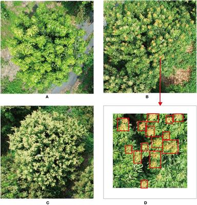 An efficient approach to detect and track winter flush growth of litchi tree based on UAV remote sensing and semantic segmentation